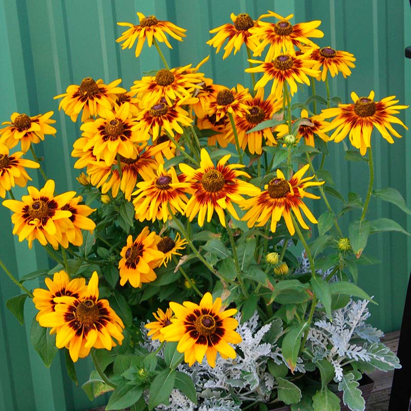 Rudbeckia Denver Daisy Seed