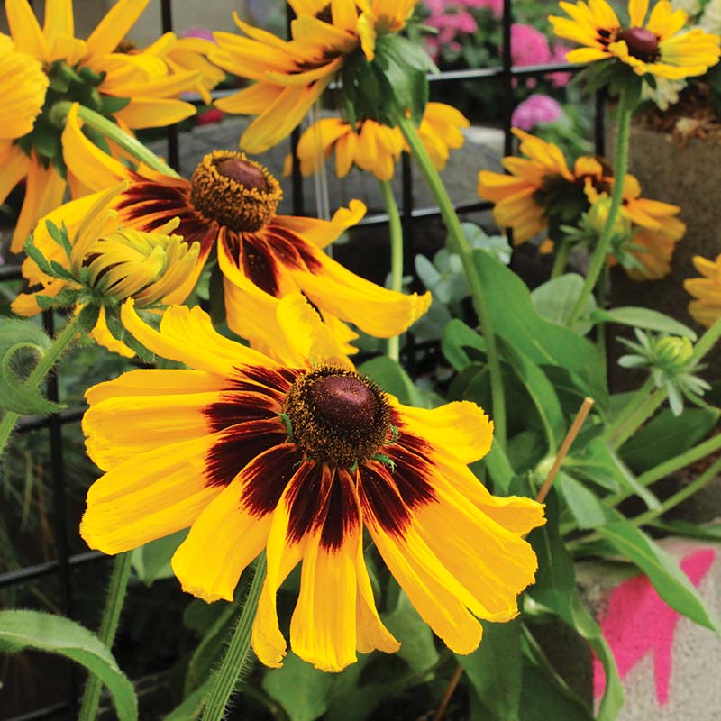 Rudbeckia Denver Daisy Seed