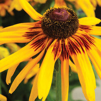 Rudbeckia Denver Daisy Seed