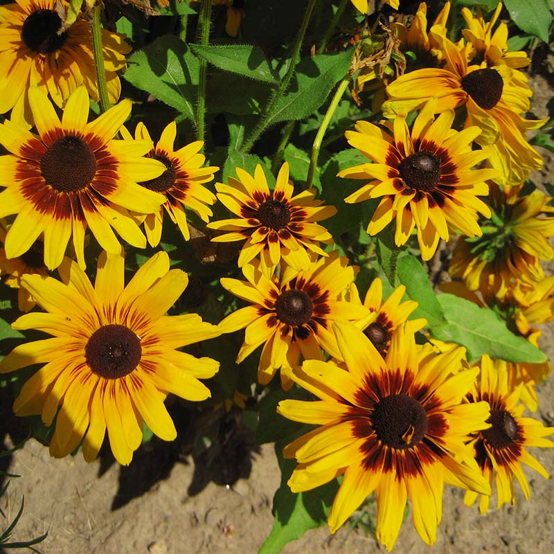 Rudbeckia Denver Daisy Seed