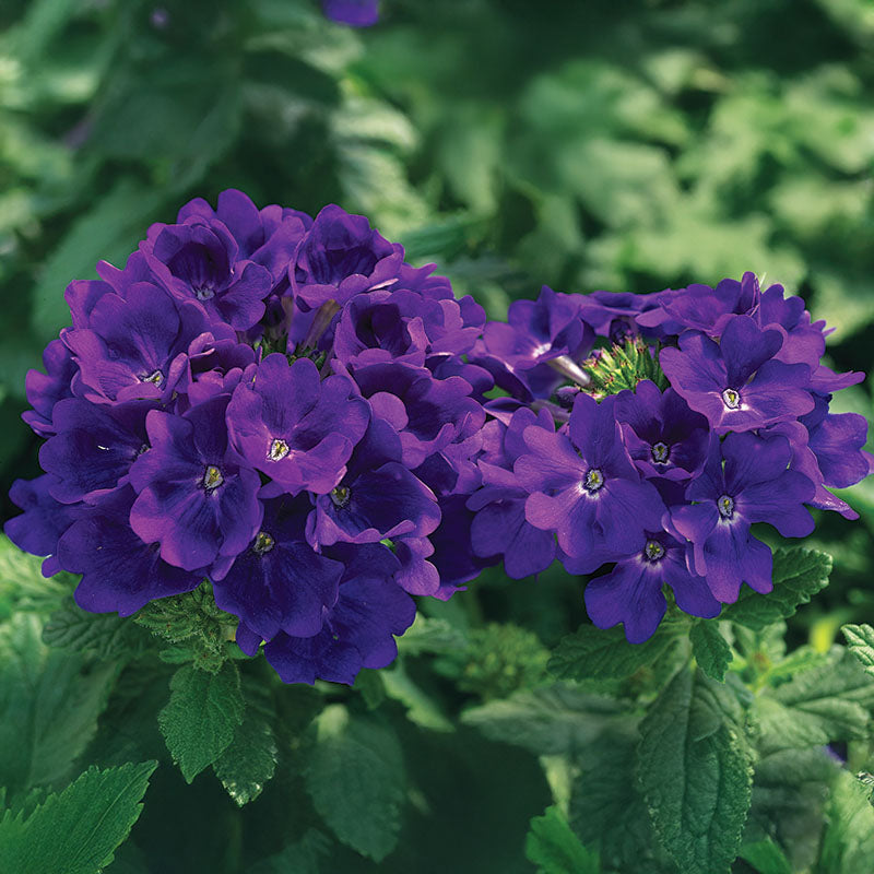 Verbena Tuscany Blue Seed