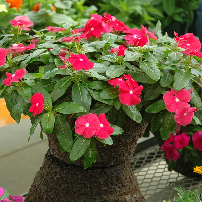 Vinca Cora Cascade Cherry F1