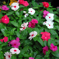 Vinca Cora Cascade Mix F1