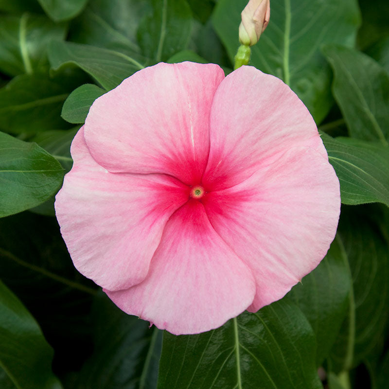 Vinca Cora Cascade Mix F1