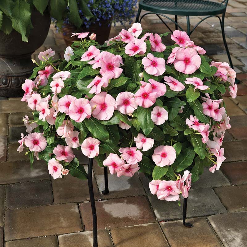 Vinca Cora Cascade Mix F1