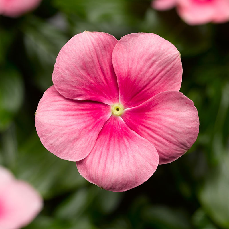 Vinca Cora Cascade Mix F1