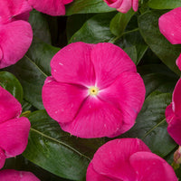 Vinca Cora Cascade Mix F1