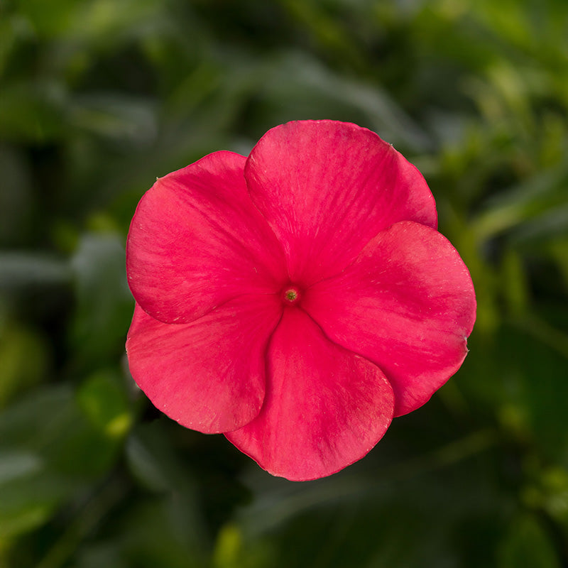 Vinca Cora Cascade Mix F1