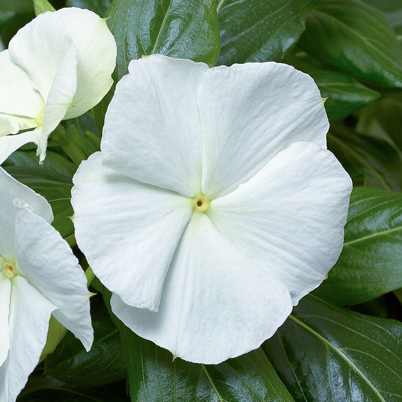 Vinca Cora Cascade Mix F1