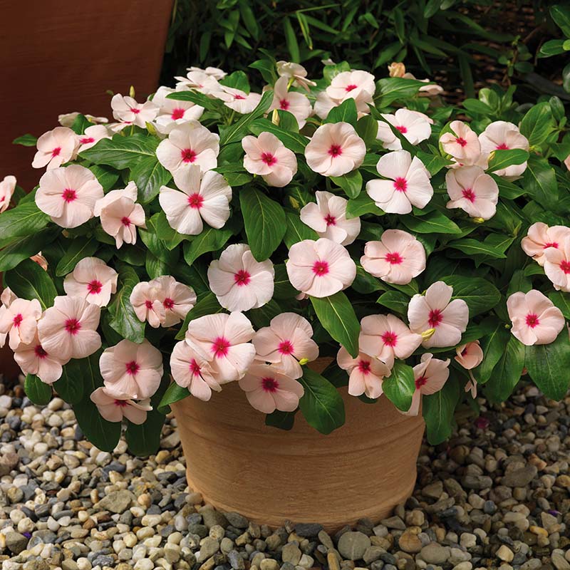 Vinca Cora Cascade Mix F1