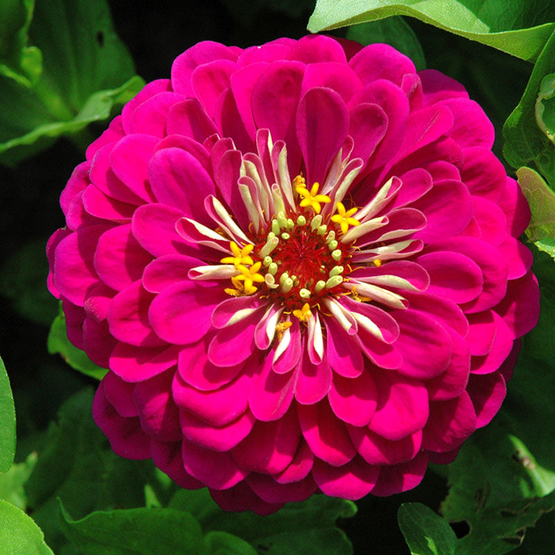 Zinnia Benary's Giant Wine Seed