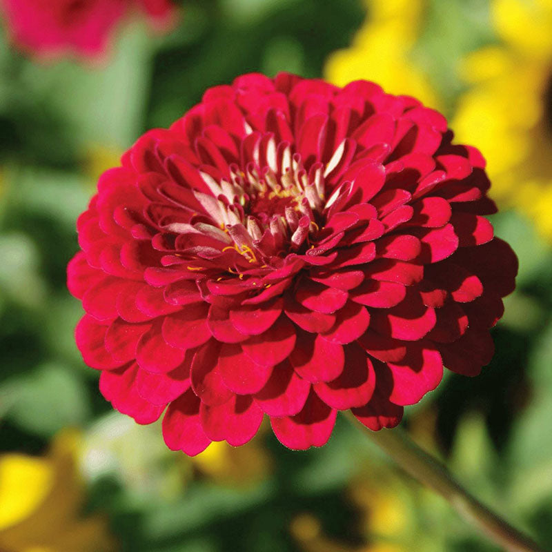 Zinnia Benary's Giant Wine Seed