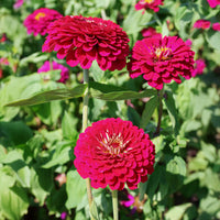 Zinnia Benary's Giant Wine Seed