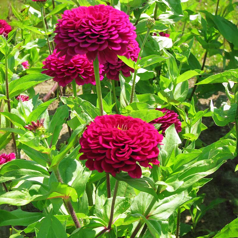 Zinnia Benary's Giant Wine Seed