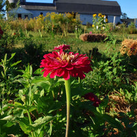 Zinnia Benary's Giant Wine Seed