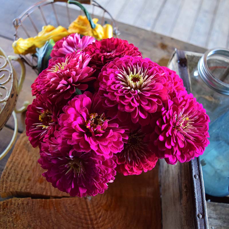 Zinnia Benary's Giant Wine Seed