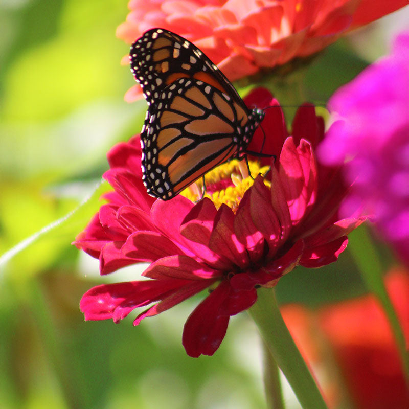 Zinnia Benary's Giant Wine Seed