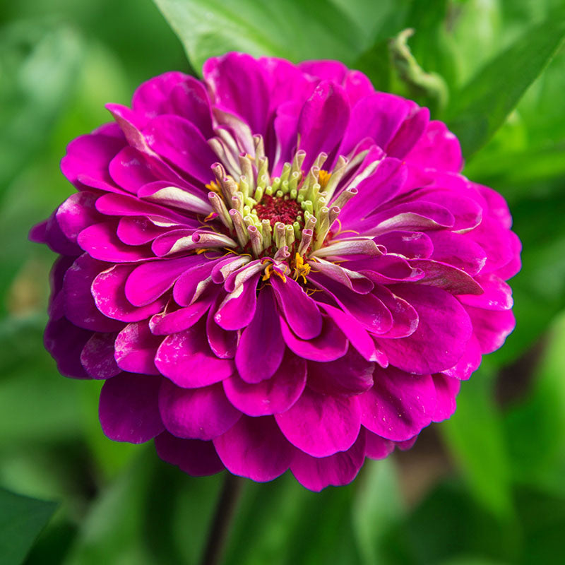 Zinnia Benary's Giant Wine Seed