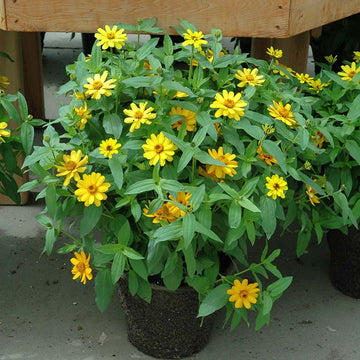 Zinnia Profusion Yellow Seed