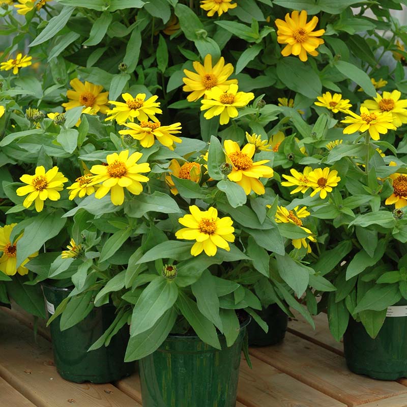 Zinnia Profusion Yellow Seed