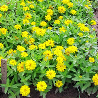 Zinnia Profusion Yellow Seed