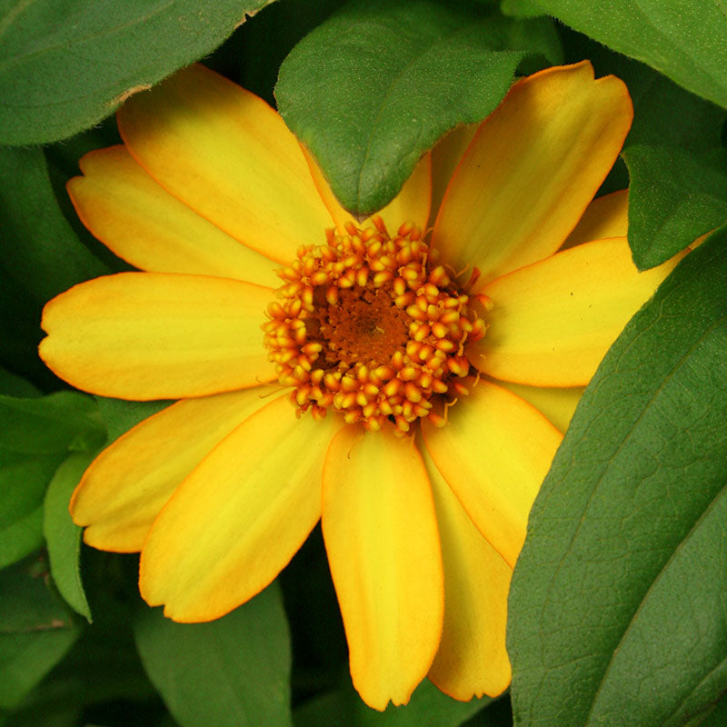 Zinnia Profusion Yellow Seed