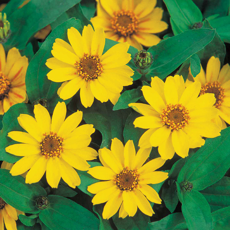 Zinnia Profusion Yellow Seed