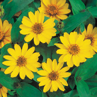 Zinnia Profusion Yellow Seed