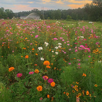 Wildflower Southeast Mix Seed