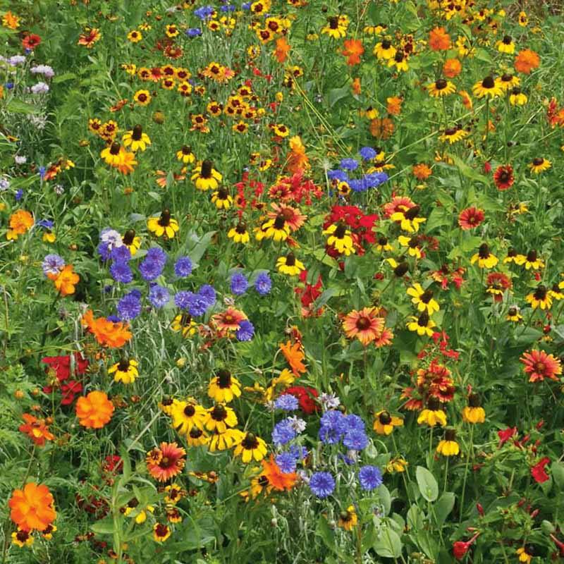 Wildflower Southeast Mix Seed