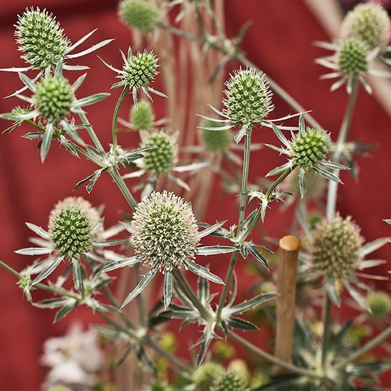 Eryngium Glitter White  Seed