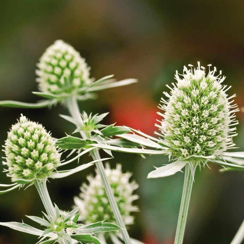 Eryngium Glitter White  Seed