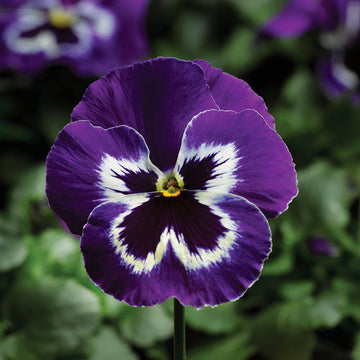 Pansy Delta Premium Violet/White F1 Seed