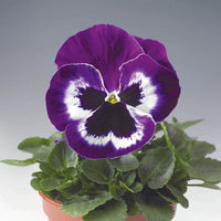 Pansy Delta Premium Violet/White F1 Seed