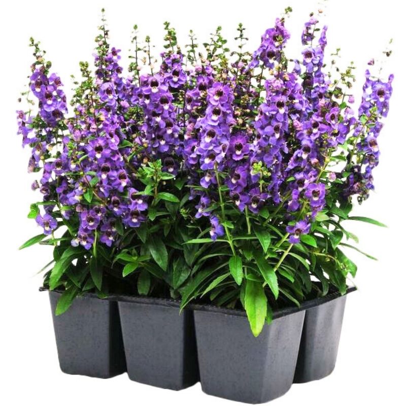 Angelonia Serena Blue F1 Seed