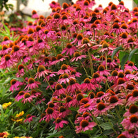 Echinacea PowWow Wild Berry Seed