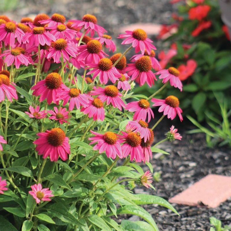 Echinacea PowWow Wild Berry Seed