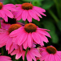 Echinacea PowWow Wild Berry Seed