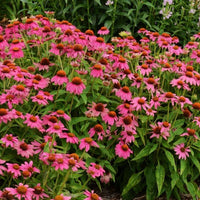 Echinacea PowWow Wild Berry Seed