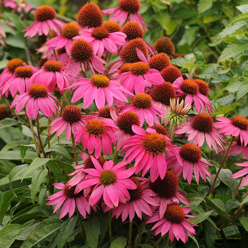 Echinacea PowWow Wild Berry Seed