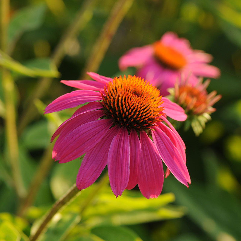 Echinacea PowWow Wild Berry Seed