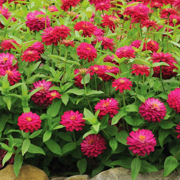 Zinnia Zahara Double Cherry Seed