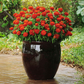 Zinnia Zahara Double Fire