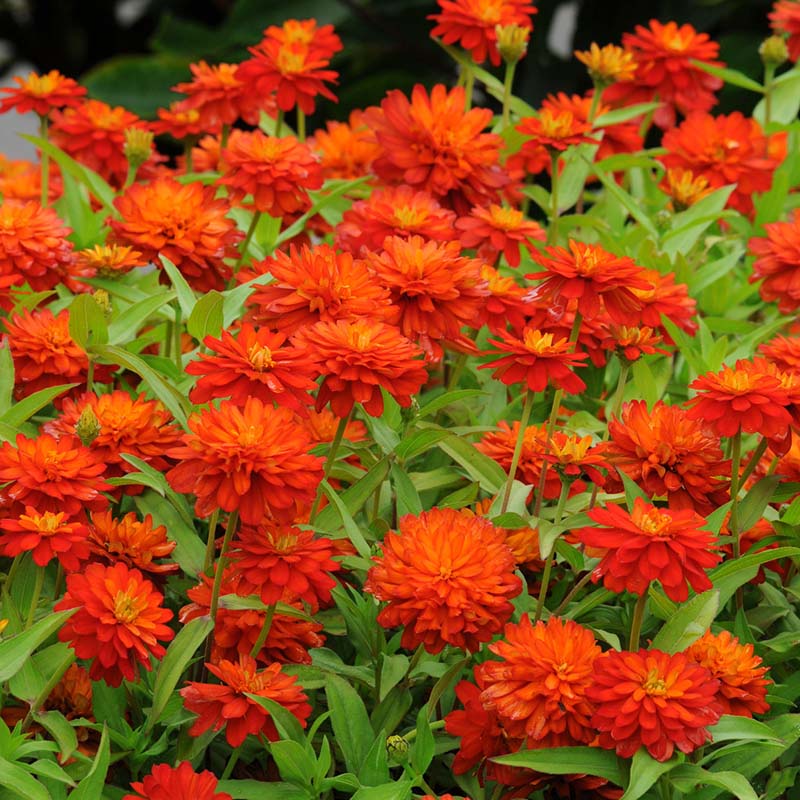 Zinnia Zahara Double Fire