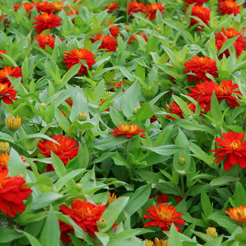 Zinnia Zahara Double Fire