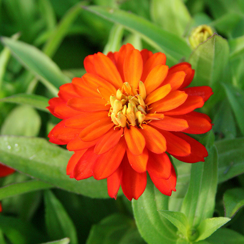 Zinnia Zahara Double Fire