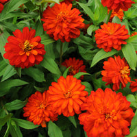 Zinnia Zahara Double Fire