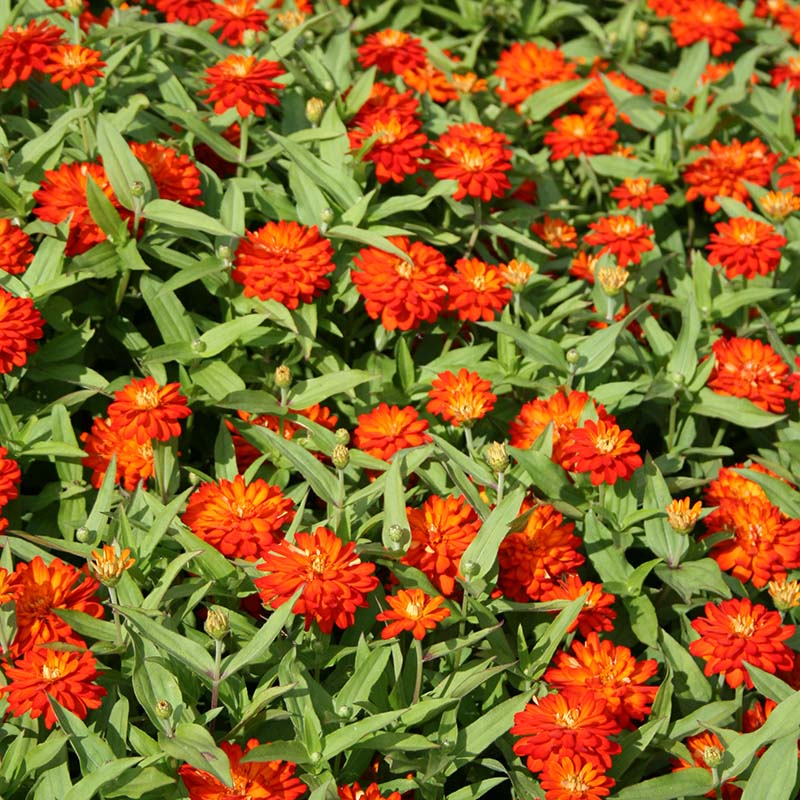 Zinnia Zahara Double Fire