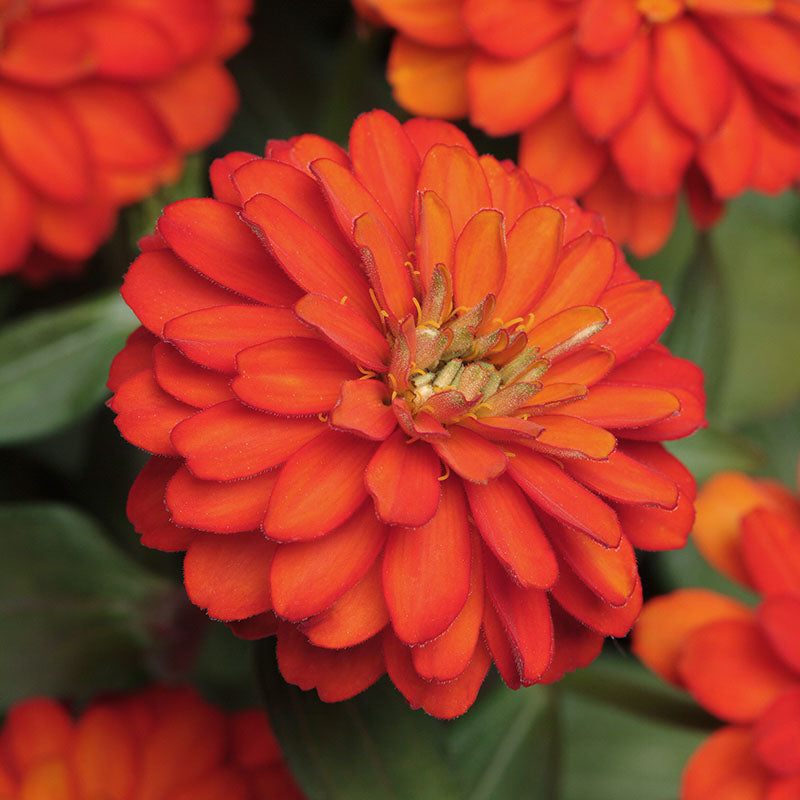 Zinnia Zahara Double Fire