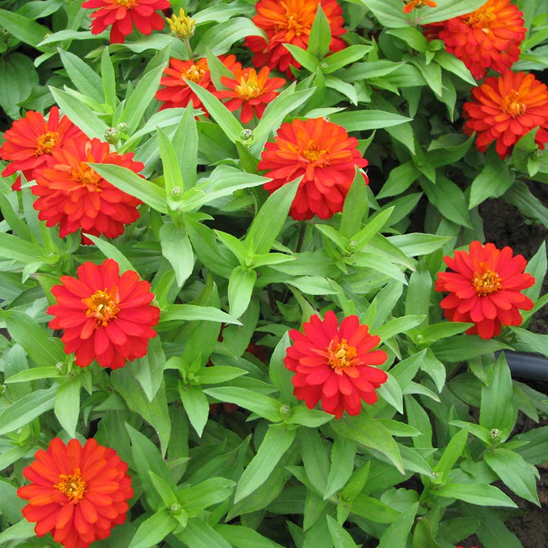 Zinnia Zahara Double Fire